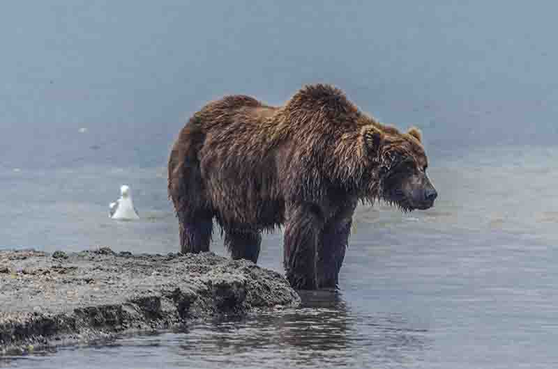 30 - Oso Pardo - Kamchatka - Rusia